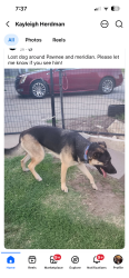 Lost Male Dog last seen Pawnee and meridian, Wichita, KS 67217