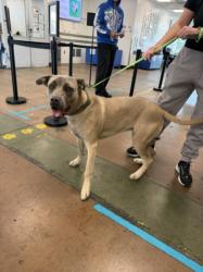 Shelter Stray Male Dog last seen , 14409 Vanowen St, Van Nuys, CA 91405, USA