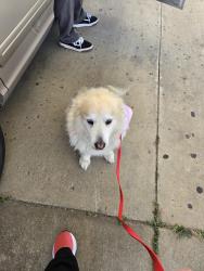 Reunited Female Dog last seen North 52nd W Ave and fire station, Tulsa, OK 74126