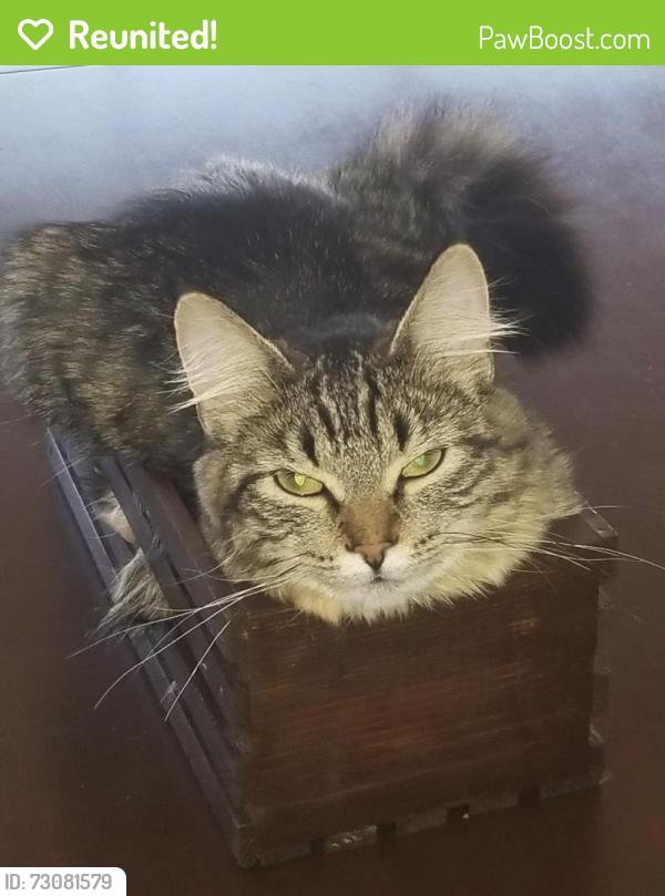 Reunited Female Cat last seen Touhy and Oriole, Chicago, IL 60656