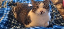 Lost Female Cat last seen Red butte and bourbon, Pahrump, NV 89048
