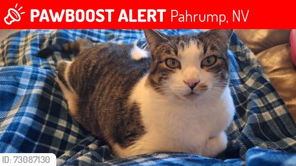 Lost Female Cat last seen Red butte and bourbon, Pahrump, NV 89048
