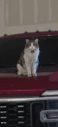 Lost Female Cat last seen 15390Harvest rd, Brighton, CO 80603