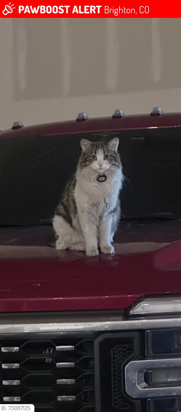 Lost Female Cat last seen 15390Harvest rd, Brighton, CO 80603