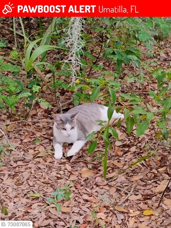 Lost Female Cat last seen Wygle Rd and County Road 44A, Umatilla, FL 32784