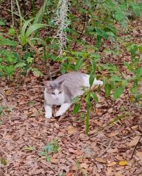 Lost Female Cat last seen Wygle Rd and County Road 44A, Umatilla, FL 32784