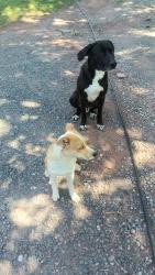 Reunited Male Dog last seen Along 895 between east pheasant run Rd and River rd, Drehersville, PA 17961