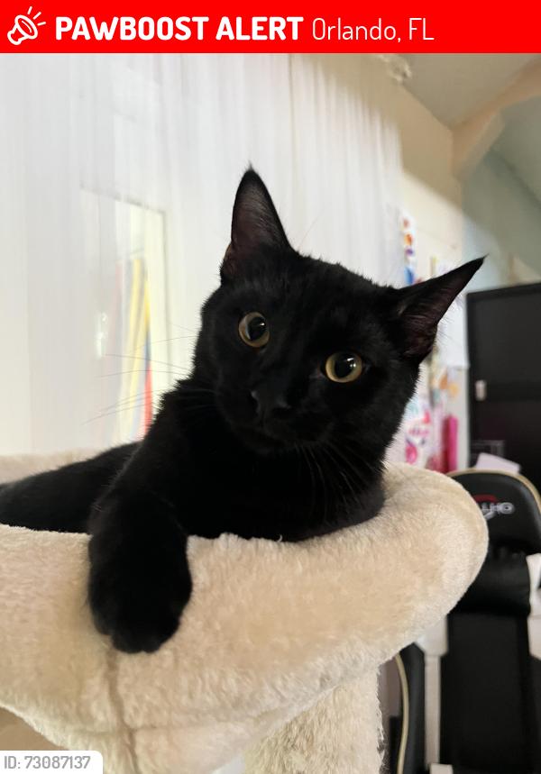 Lost Male Cat last seen Lake Marsha dr, Orlando, FL 32819