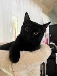 Lost Male Cat last seen Lake Marsha dr, Orlando, FL 32819