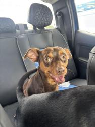 Reunited Male Dog last seen Monroe street, New Port Richey, FL 34652