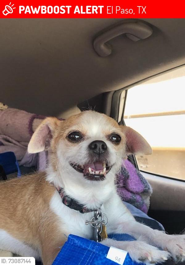 Lost Male Dog last seen Arizona and brown st, El Paso, TX 79902