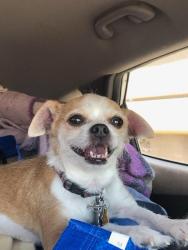 Lost Male Dog last seen Arizona and brown st, El Paso, TX 79902