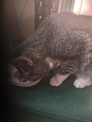 Reunited Male Cat last seen hmstd ave, Maybrook, NY 12543
