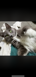 Lost Female Cat last seen Patterson drive, Diamond Springs, CA 95619