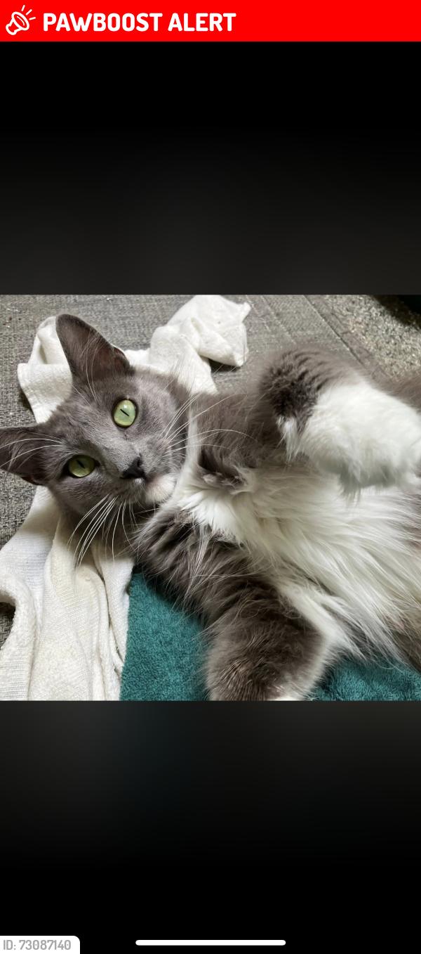 Lost Female Cat last seen Patterson drive, Diamond Springs, CA 95619