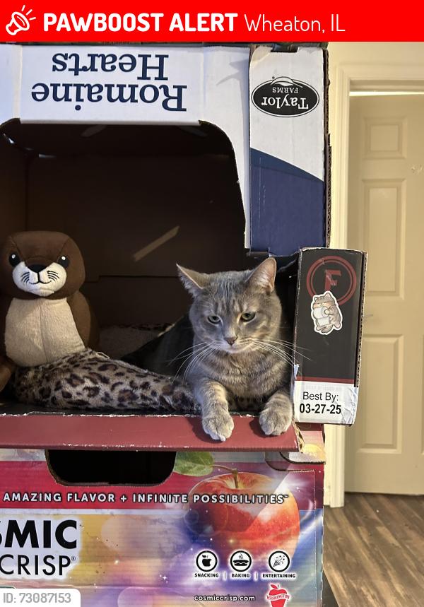 Lost Male Cat last seen Golf and Arbor St, Wheaton, IL 60189