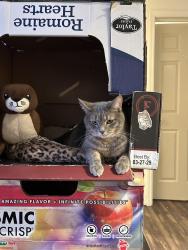 Lost Male Cat last seen Golf and Arbor St, Wheaton, IL 60189