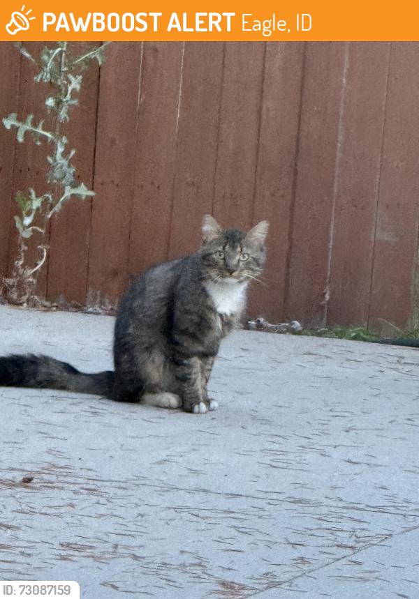 Found/Stray Unknown Cat last seen Floating feather and highway 55, Eagle, ID 83616
