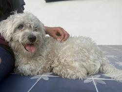 Found/Stray Female Dog last seen 143rd st 4th/5th ave, Miami, FL 33168