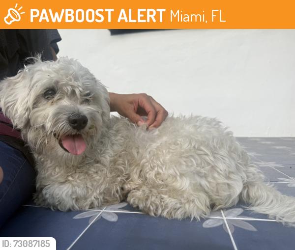 Found/Stray Female Dog last seen 143rd st 4th/5th ave, Miami, FL 33168
