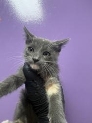 Shelter Stray Female Cat last seen Near EDGEMERE, CITY of El Paso, TX, 5001 Fred Wilson Ave, El Paso, TX 79906, USA