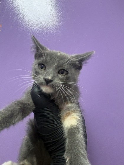 Shelter Stray Female Cat last seen Near EDGEMERE, CITY of El Paso, TX, 5001 Fred Wilson Ave, El Paso, TX 79906, USA