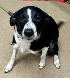Shelter Stray Female Dog last seen Near Clearview Ave, 30340, GA, 3280 Chamblee Dunwoody Rd, Chamblee, GA 30341, USA