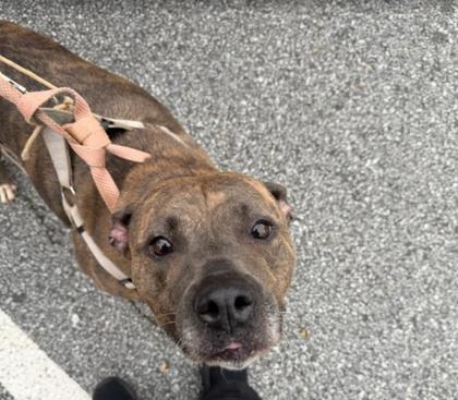 Shelter Stray Female Dog last seen Near Charter Way Lithonia, GA 30058, 30058, GA, 3280 Chamblee Dunwoody Rd, Chamblee, GA 30341, USA