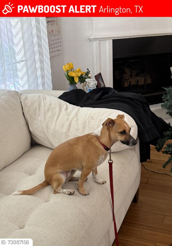 Lost Female Dog last seen Hiep Thai Food Store, Arlington, TX 76010