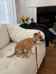 Lost Female Dog last seen Hiep Thai Food Store, Arlington, TX 76010