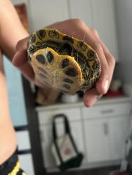 Found/Stray Unknown Reptile last seen Brooklyn ave and 59th st encanto, San Diego, CA 92114