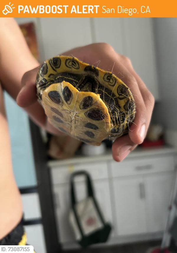 Found/Stray Unknown Reptile last seen Brooklyn ave and 59th st encanto, San Diego, CA 92114