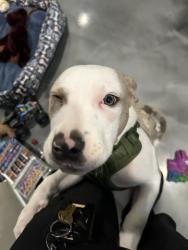 Shelter Stray Male Dog last seen OR, 1700 W Historic Columbia River Hwy, Troutdale, OR 97060, USA