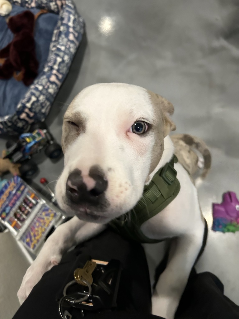 Shelter Stray Male Dog last seen OR, 1700 W Historic Columbia River Hwy, Troutdale, OR 97060, USA