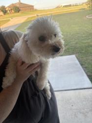 Found/Stray Female Dog last seen Old Springtown Rd, Springtown, TX 76082