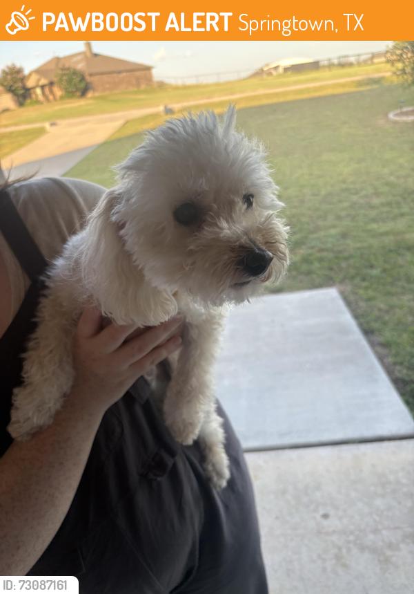 Found/Stray Female Dog last seen Old Springtown Rd, Springtown, TX 76082