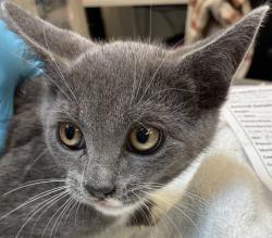 Shelter Stray Female Cat last seen SE Tolman and 91st, PORTLAND, OR, 97266, 1700 W Historic Columbia River Hwy, Troutdale, OR 97060, USA