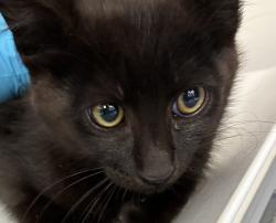 Shelter Stray Male Cat last seen SE 91st and Tolman, PORTLAND, OR, 97266, 1700 W Historic Columbia River Hwy, Troutdale, OR 97060, USA