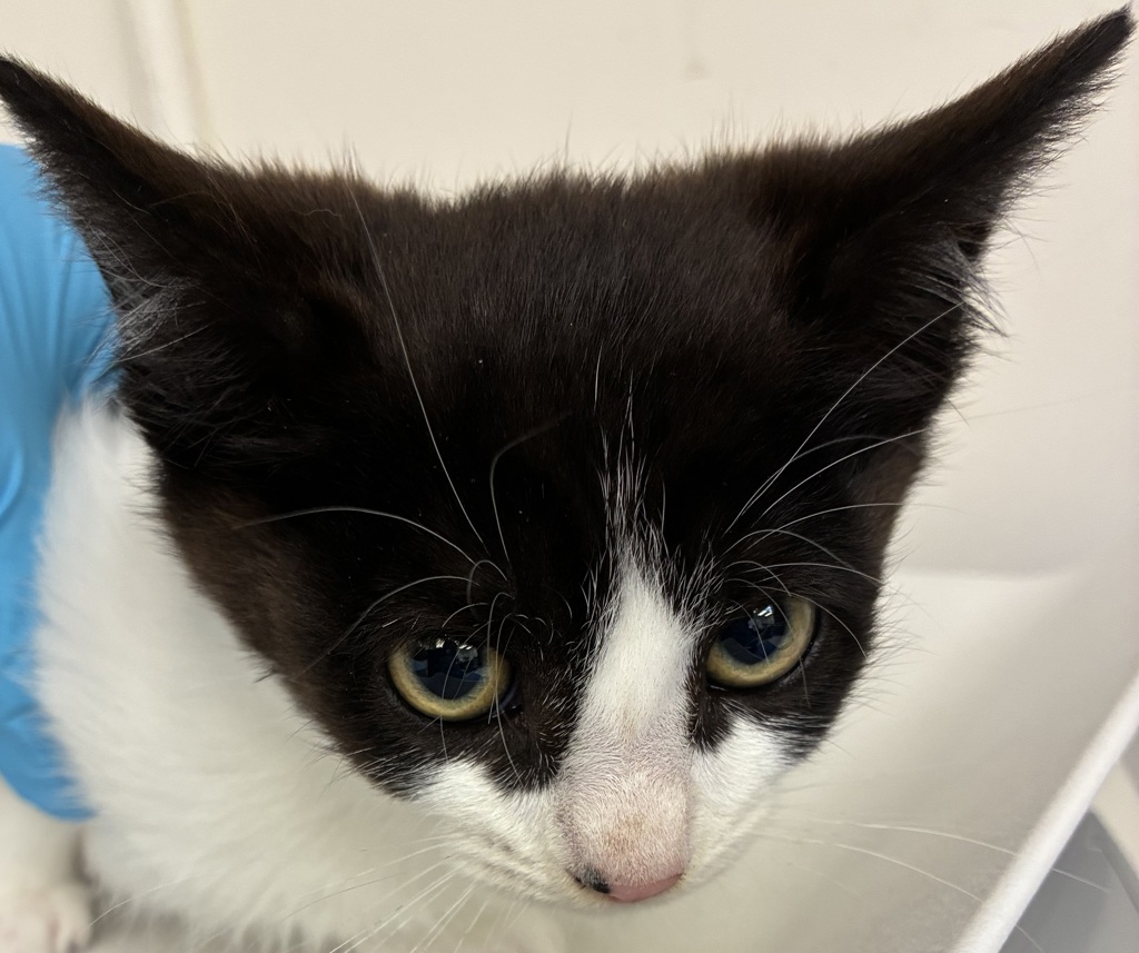 Shelter Stray Male Cat last seen SE 91st and Tolman, PORTLAND, OR, 97266, 1700 W Historic Columbia River Hwy, Troutdale, OR 97060, USA