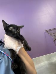 Shelter Stray Female Cat last seen Near W Frontage Road, Magna Township, UT, 84044, 511 W 3900 S, Salt Lake City, UT 84123, USA
