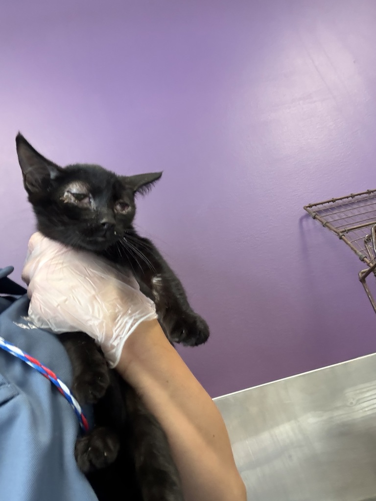 Shelter Stray Female Cat last seen Near W Frontage Road, Magna Township, UT, 84044, 511 W 3900 S, Salt Lake City, UT 84123, USA