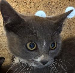 Shelter Stray Female Cat last seen SE 91st and Tolman, PORTLAND, OR, 97266, 1700 W Historic Columbia River Hwy, Troutdale, OR 97060, USA