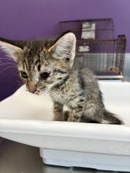 Shelter Stray Male Cat last seen Near W Frontage Road, Magna Township, UT, 84044, 511 W 3900 S, Salt Lake City, UT 84123, USA