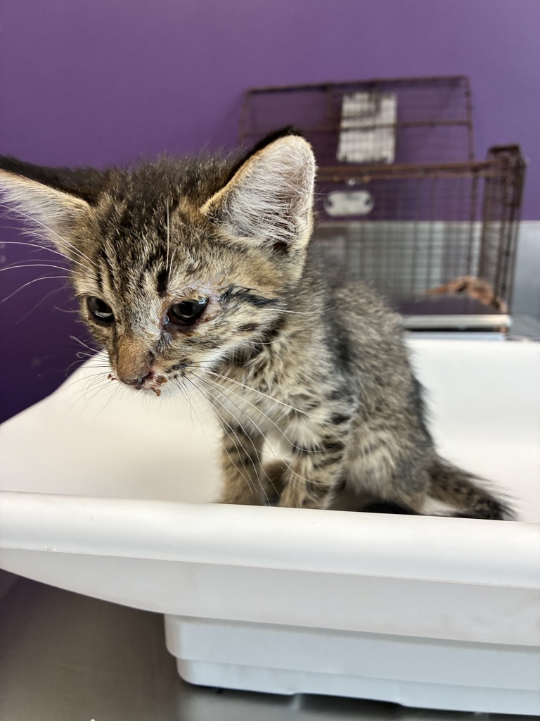 Shelter Stray Male Cat last seen Near W Frontage Road, Magna Township, UT, 84044, 511 W 3900 S, Salt Lake City, UT 84123, USA