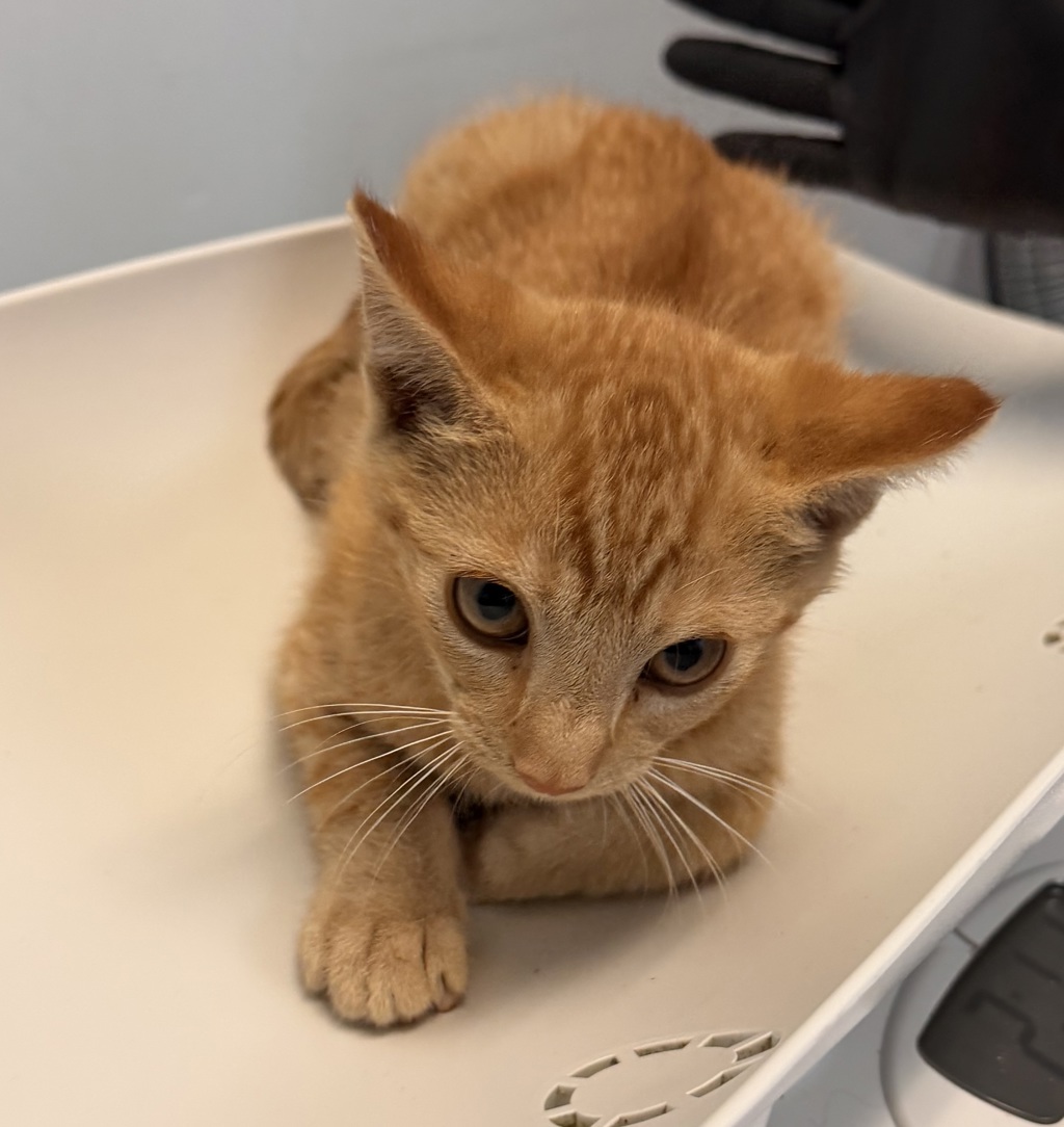Shelter Stray Male Cat last seen Near Porter Street, San Diego, CA, 92114, 5500 Gaines St, San Diego, CA 92110, USA