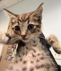 Shelter Stray Male Cat last seen Near E Plaza Boulevard, National City, CA, 91950, 5500 Gaines St, San Diego, CA 92110, USA