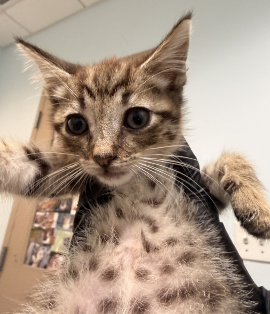 Shelter Stray Male Cat last seen Near E Plaza Boulevard, National City, CA, 91950, 5500 Gaines St, San Diego, CA 92110, USA
