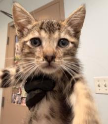 Shelter Stray Male Cat last seen Near E Plaza Boulevard, National City, CA, 91950, 5500 Gaines St, San Diego, CA 92110, USA