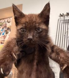Shelter Stray Male Cat last seen Near E Plaza Boulevard, National City, CA, 91950, 5500 Gaines St, San Diego, CA 92110, USA