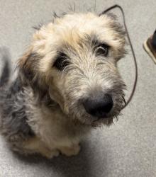 Shelter Stray Male Dog last seen Near Wyndemere Court, Escondido, CA, 92026, Escondido, CA 92027, USA